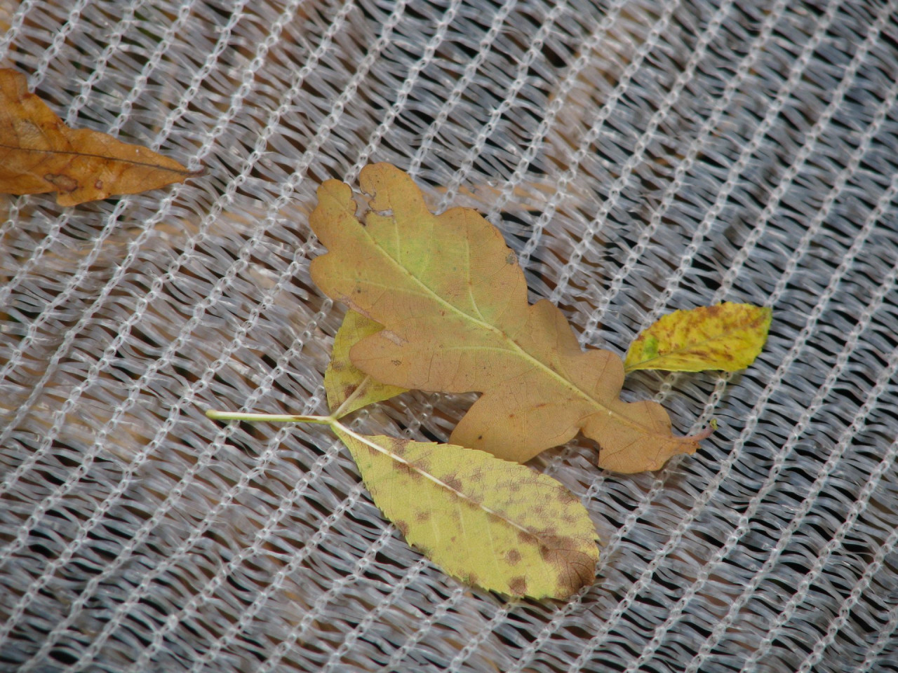Teichnetz feinmaschig Teichnetz feinmaschig